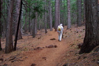 Dad climbing up through the forest on the second mile.