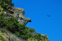 A vulture soars past