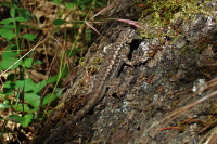 A dragon lizard tries to hide.