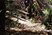 Bridge over the San Lorenzo River