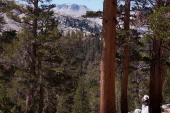 David climbs up through the trees.