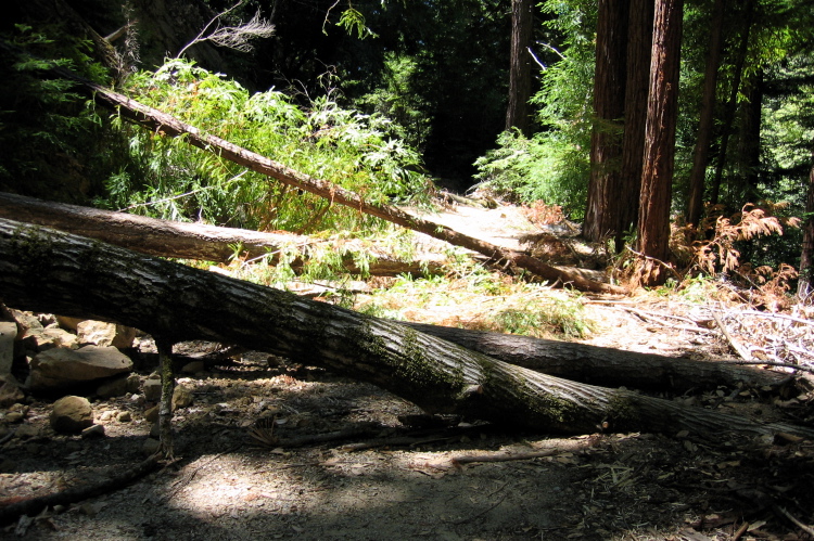 Trees across Gazos Creek Rd. (900ft)