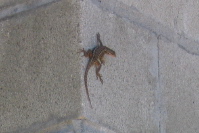 Lizard resting on the cool cinder blocks of the utility shack on Chalk Mountain. (1609ft)