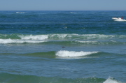 Seal's head in the surf