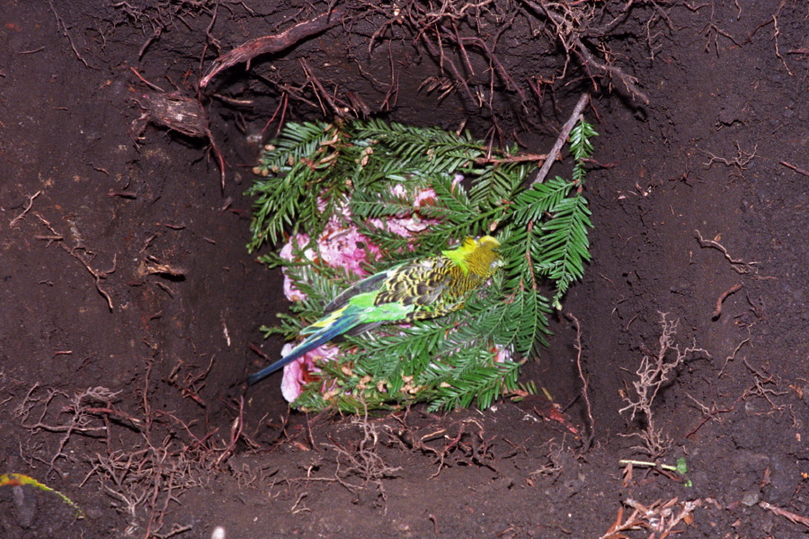 Christopher in his grave