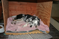 Clover in doghouse (1)