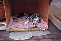 Clover in doghouse (2)