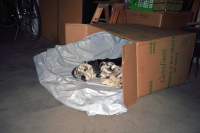 Clover in her Box.