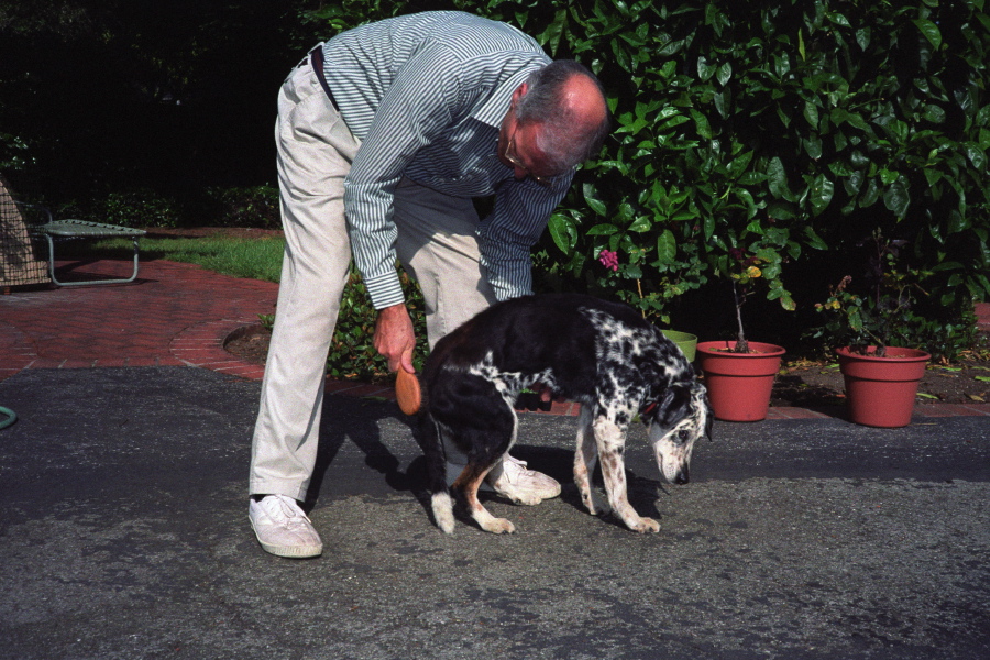 David brushes Clover (1).