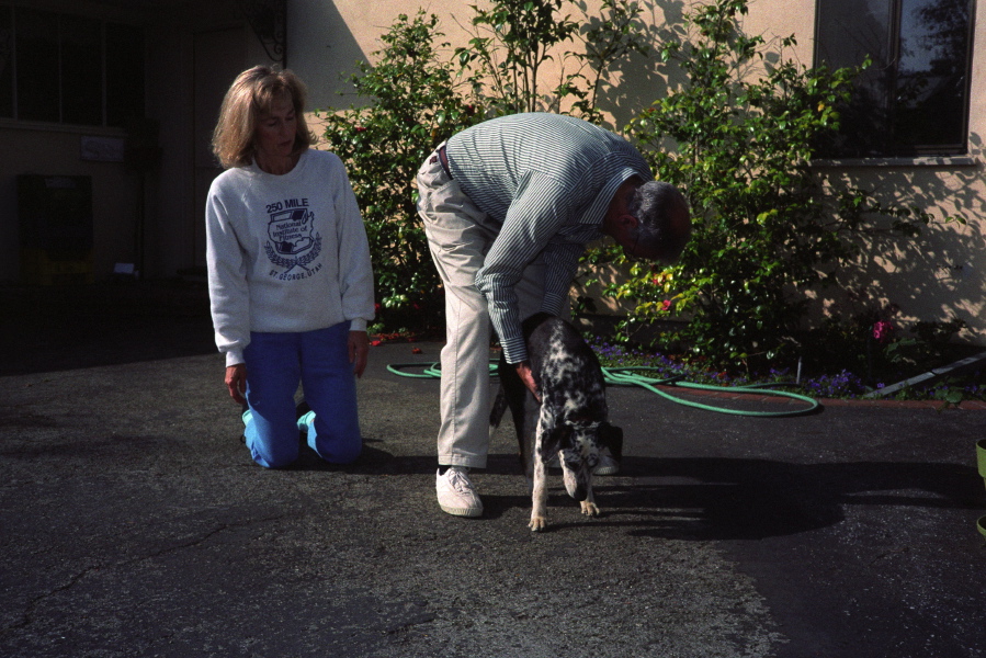 David brushes Clover (2).