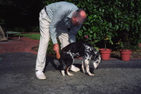 David brushes Clover (1).