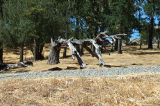 An old bent oak tree at Buck Meadow