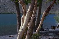 Bird on tree at Convict Lake.