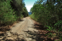 Scotch Broom and other weeds encroach on a seldom-used part of the road.