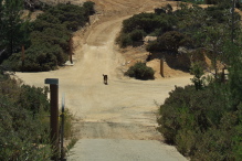 A loose dog stands guard on Ormsby Trail.
