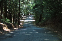 Summit Road rolls over a few bumps on a forested ridge.