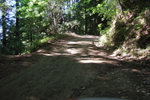 Buzzard Lagoon Road enters its upper reach in a forest of Redwood and Madrone.