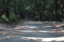 A gentle descent through a forest of Madrones