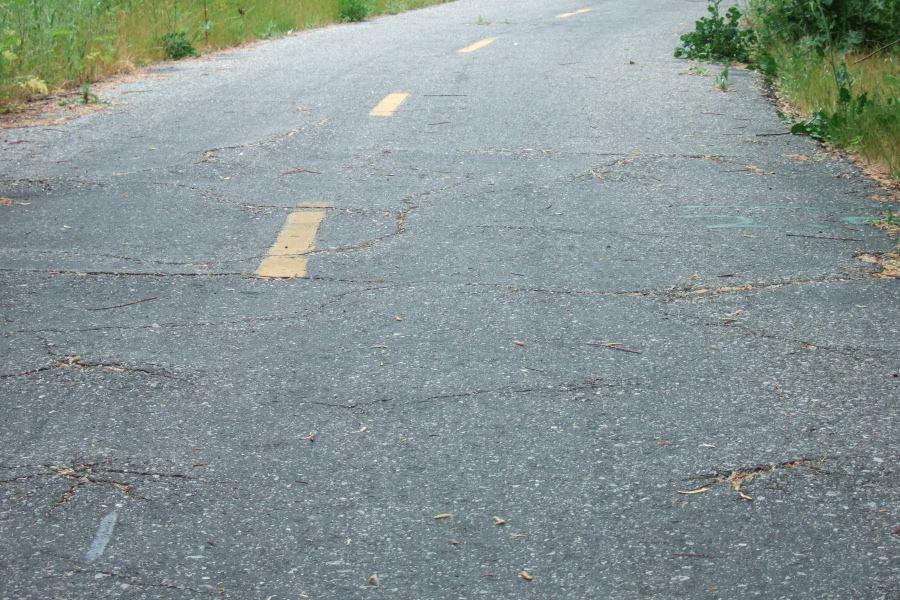 Roots create ripples in the trail surface.