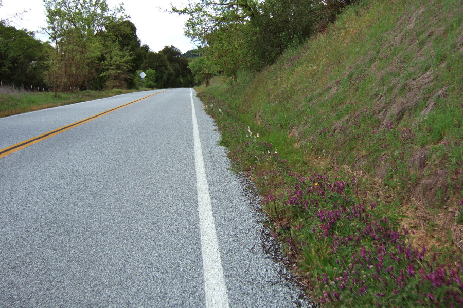White and purple lupine bloom alongside Uvas Rd.