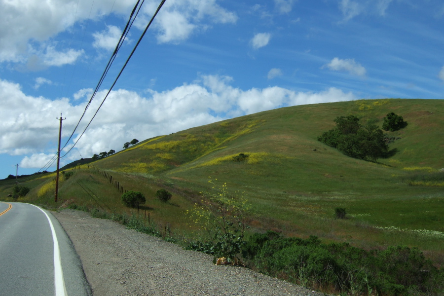 Mustard blooms along McKean Rd. near Calero Reservoir.
