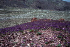 The desert is in bloom.