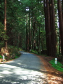 Sunset comes early to the redwood forests at the bottom of Alpine Road.