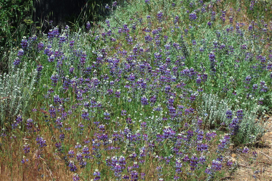 And on the other side of the road stood a thick stand of blue lupine.