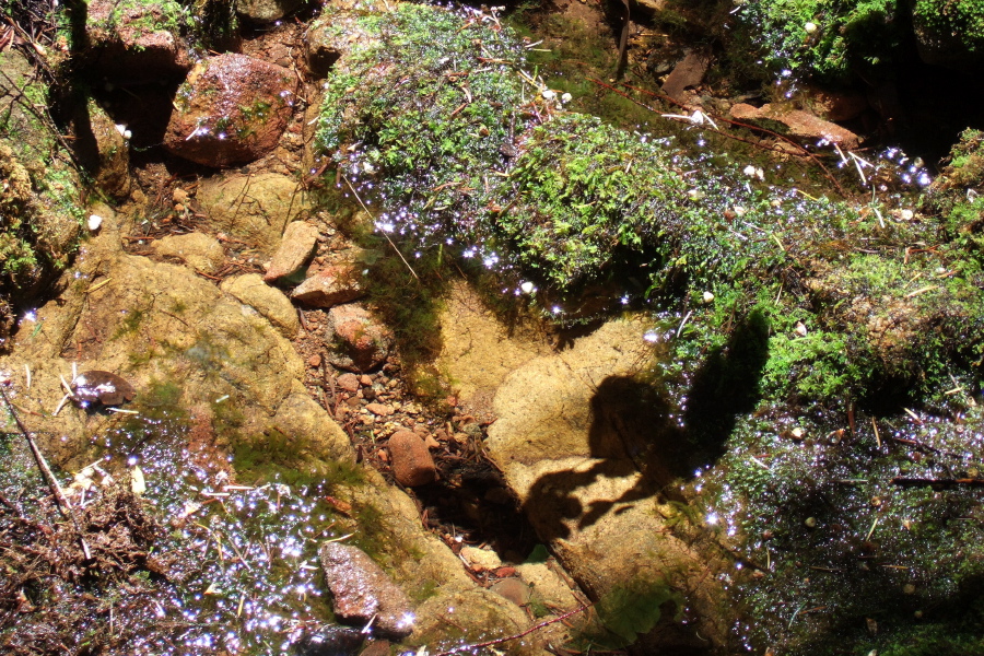 The trail crosses a small brook with remarkably clear pools.