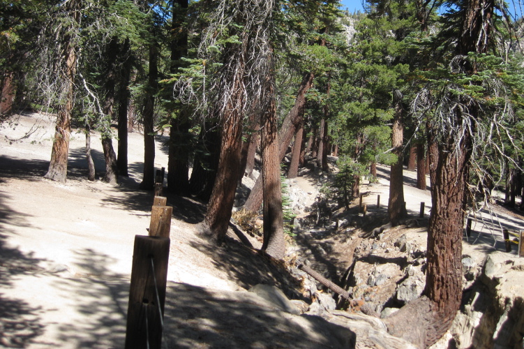 Trees' growth followed gravity as the land underneath tilted.