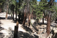Trees' growth followed gravity as the land underneath tilted.