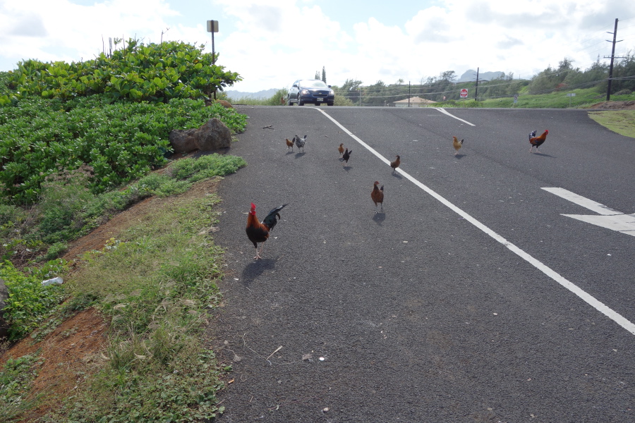 Wild chickens come to investigate us.