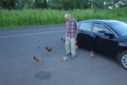 David has no food for the chickens.