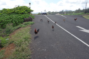 Wild chickens come to investigate us.