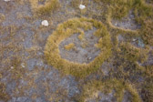 or smiley-face grass