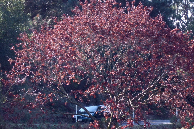 Alice's Prius stuck on the campground road.