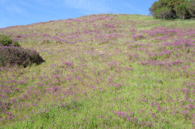 Wildflowers on a hillside next to Wildcat Creek Trail.