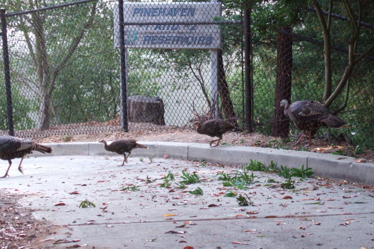 Turkeys in the hills above UCB.