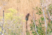 Great Horned Owl on a fence post.