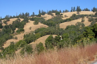 View back up to the pines on Pine Ridge (3010ft). (2500ft)