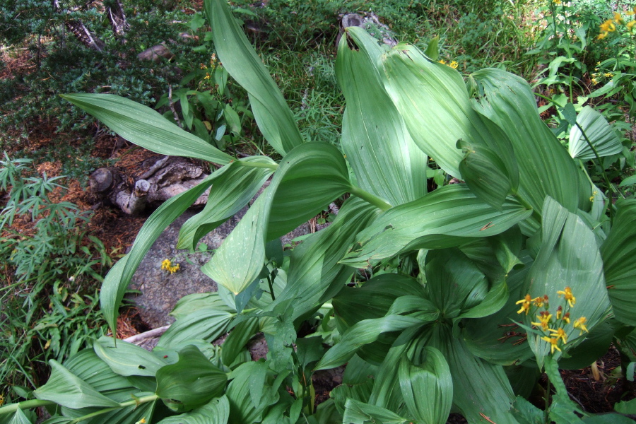 Healthy green False Solomon's Seal (large green leaves)