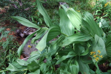Healthy green False Solomon's Seal (large green leaves)