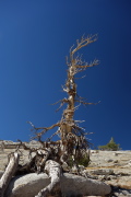 Old snag w/polarizer