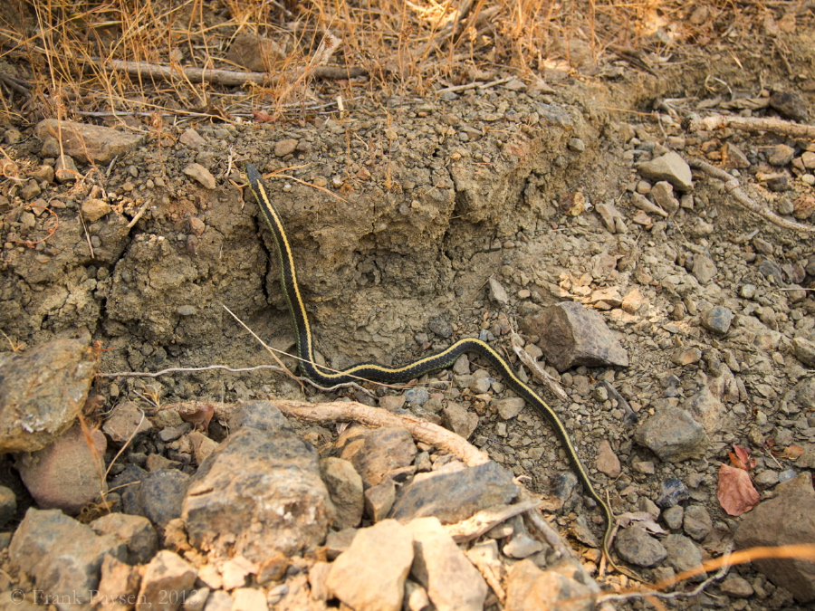 The garter snake heads for the cover of the weeds.