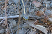 The snake studies me carefully.