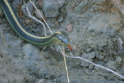 The snake sticks out its forked tongue.