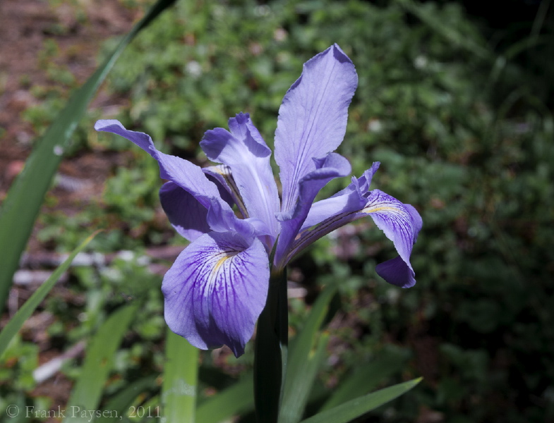 Purple Iris