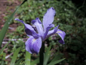 Purple Iris