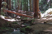 Frank at the crossing of El Corte de Madera Creek on Methuselah Trail