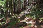 Climbing up from El Corte de Madera Creek on Methuselah Trail